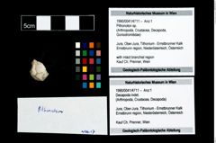 Foto (Objekt + Etikett) von Pithonoton sp.  (NHMW-GEO-1990-0041-4711)